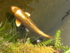 goldfish at San Francisco's Golden Gate Park